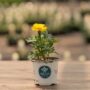 Marigold – Safari Yellow – 4″ Pot